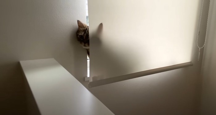 カーテンの向こうから顔を出す猫