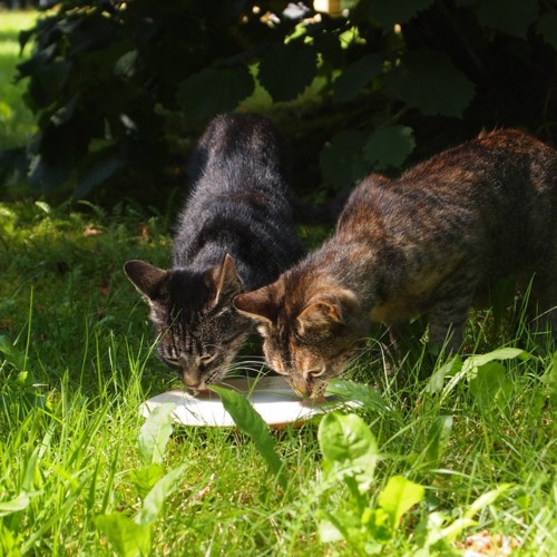 猫の餌付け