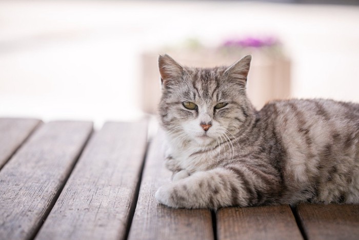 ウッドデッキでくつろぐ猫