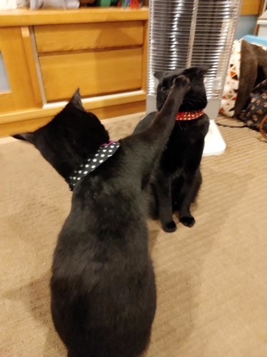 猫パンチする猫