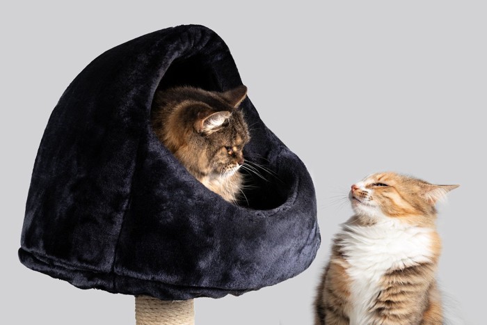 キャットタワーに入る猫とそれを見つめる猫