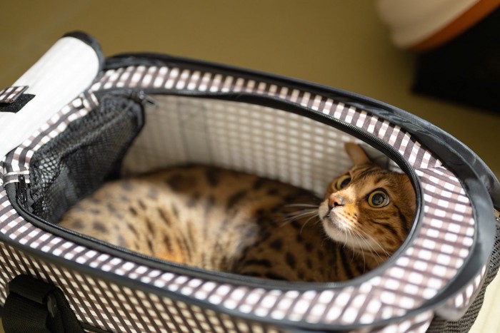 ペットゲージに入る猫