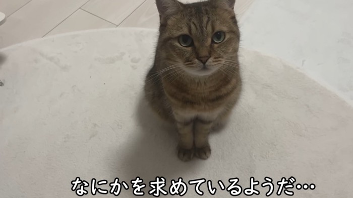 「なにかを求めているようだ…」