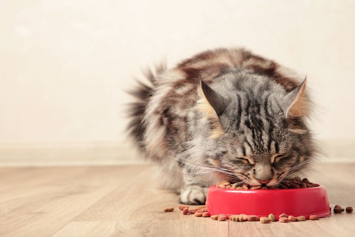 ご飯を食べている猫