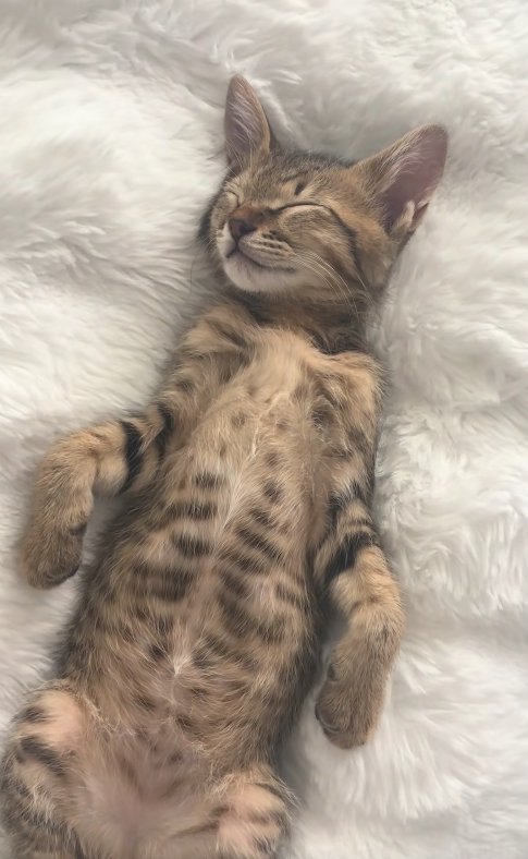 ソファの背もたれの隙間で寝ている子猫（上半身アップ）