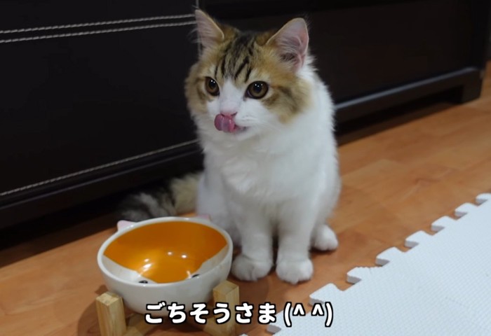 ぺろりとする子猫