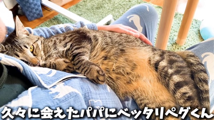 抱っこされる猫