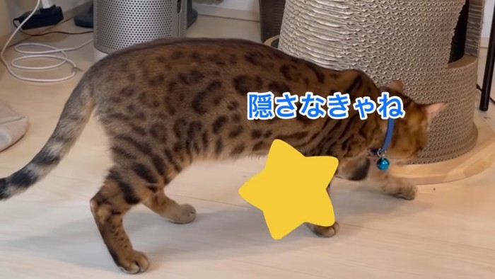 青い首輪の猫