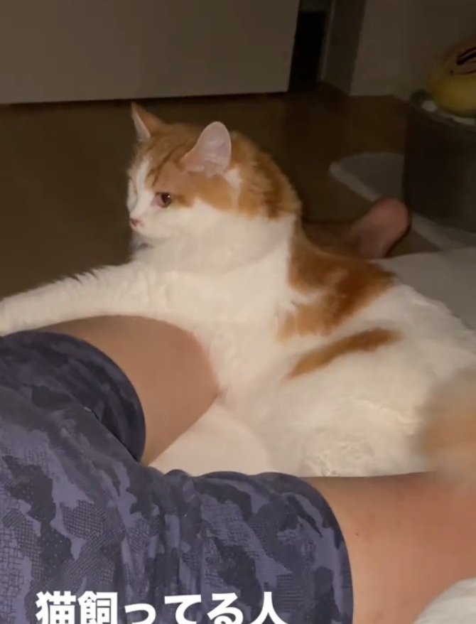 飼い主さんを凝視するポテくん
