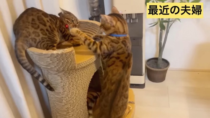 爪とぎのタワーにいる2匹の猫