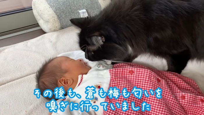 その後もの文字と黒猫