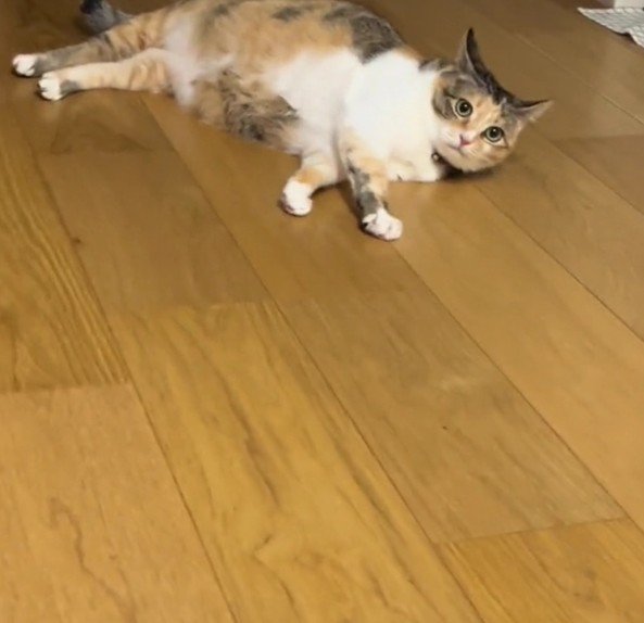 イカ耳になるラフちゃん