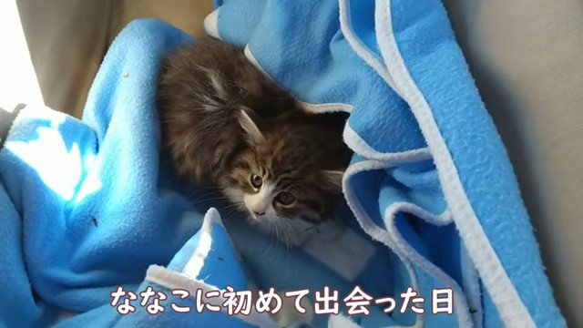 毛布の上の子猫