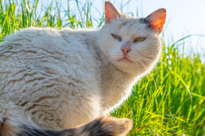 毛割れを起こしている猫