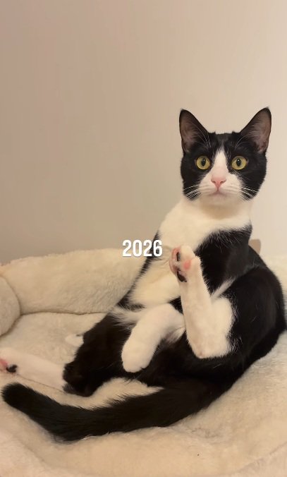 座っているハチワレ猫