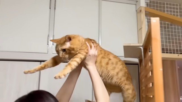 抱かれて降ろされる猫