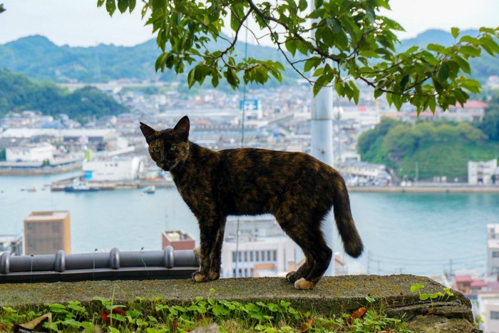 高台にいるサビ猫