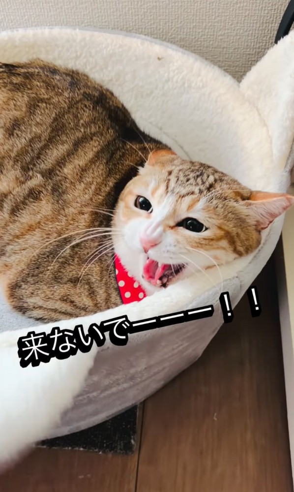 威嚇する猫