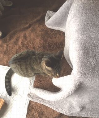 こたつが右で猫が左に写っている。