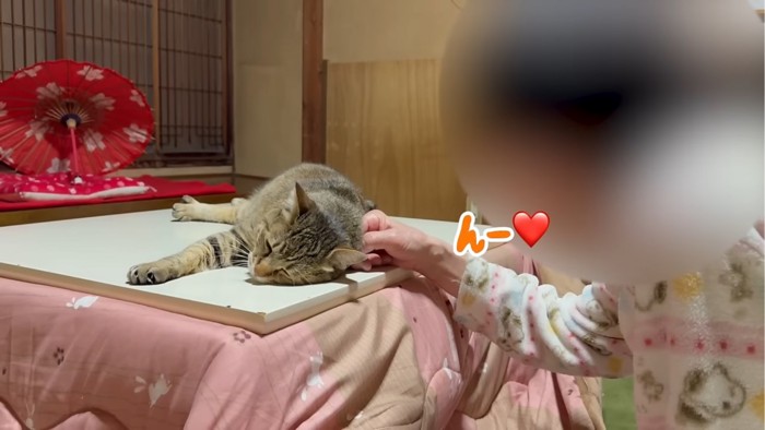 寝転がる猫