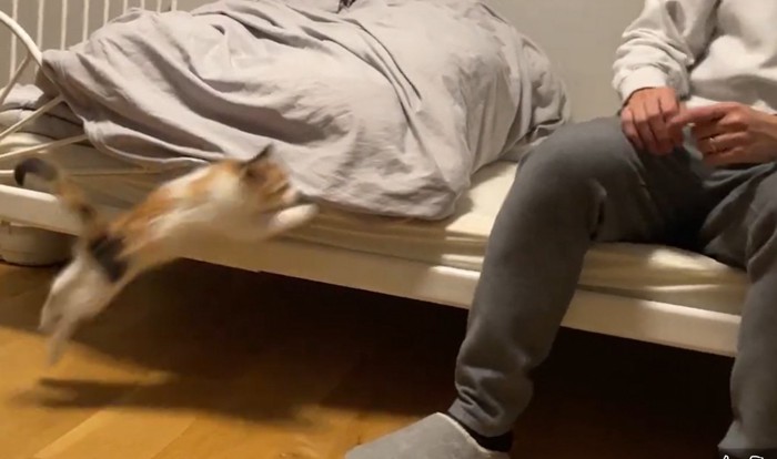 ベッドに座る人とそこに飛び乗ろうとする子猫