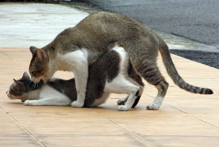 交尾中の猫