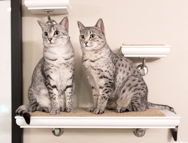 壁につけたキャットステップの上にいる2頭のエジプシャンマウ