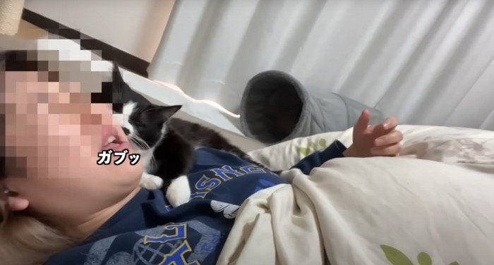 噛みつく猫