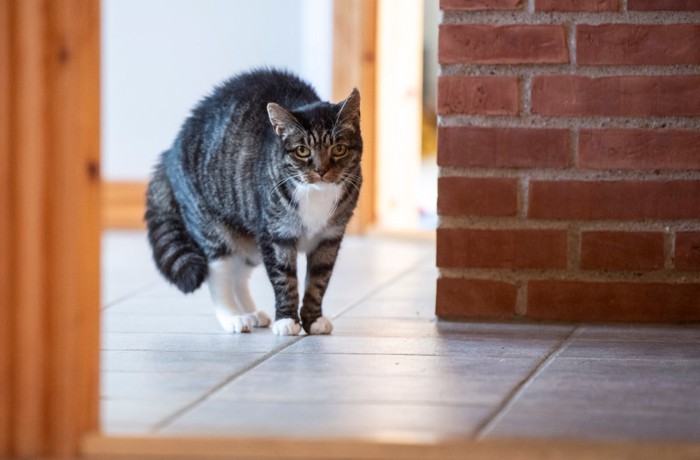 出会い頭に警戒する猫