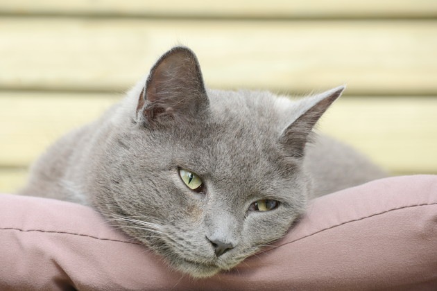 座布団の上に顎をのせている猫