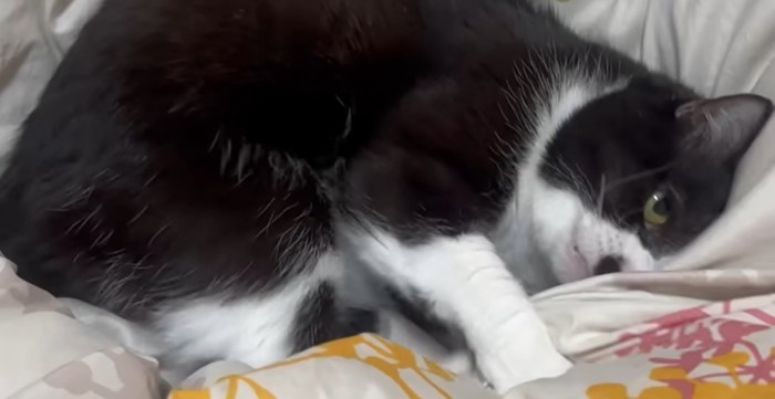 猫のアップ
