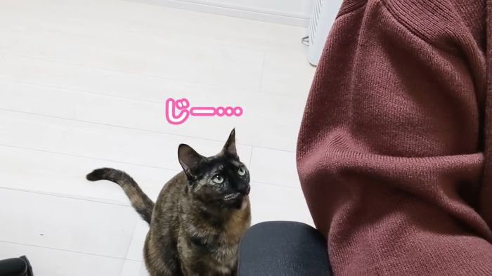 見つめるももちゃん