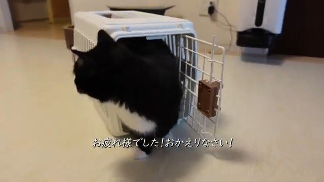 キャリーから出てくる猫