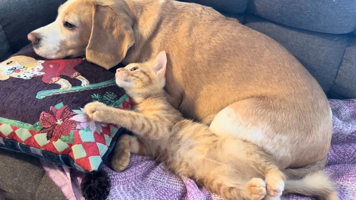 寝そべる犬と猫
