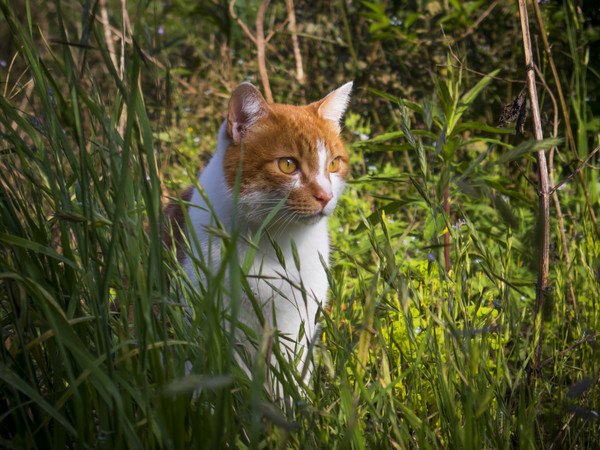 草むらから様子をうかがう猫