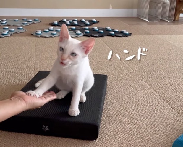 「ハンド」する子猫