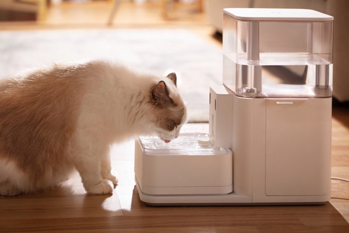 水を飲む猫