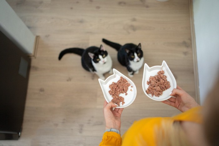 猫の食器を持つ人と、それを見上げる2匹の猫