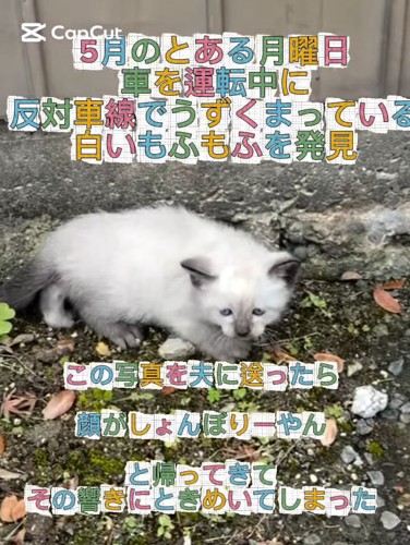 外にいる子猫