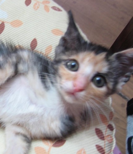 子猫の顔