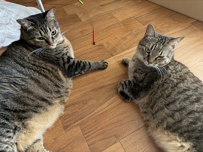 寄り添う2匹の猫