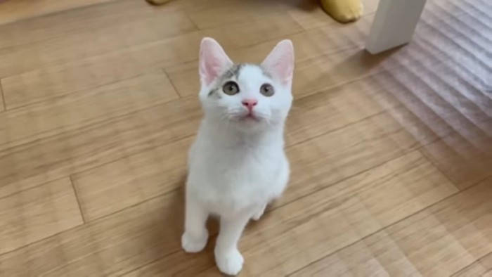 上を向く猫