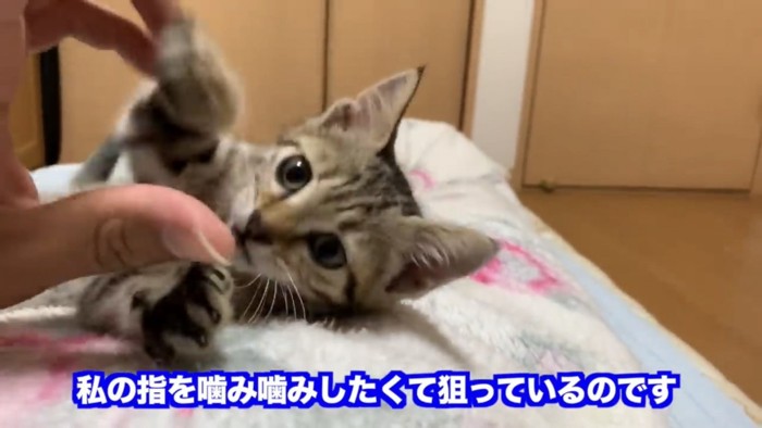 指を見つめる猫