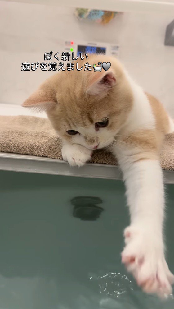 湯船のお湯で遊ぶ子猫