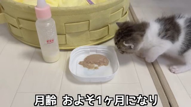 器の中の離乳食を見る子猫