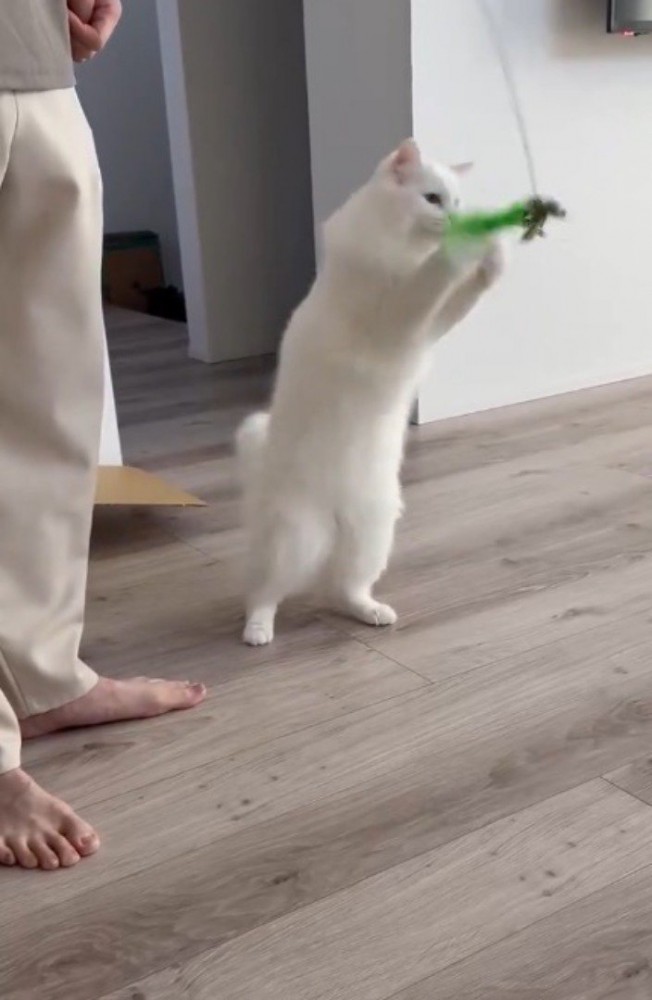 男性が持っている猫じゃらしに飛びついて遊ぶ猫