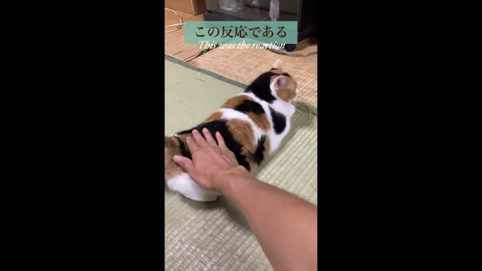 再度撫でてもらっているミケ