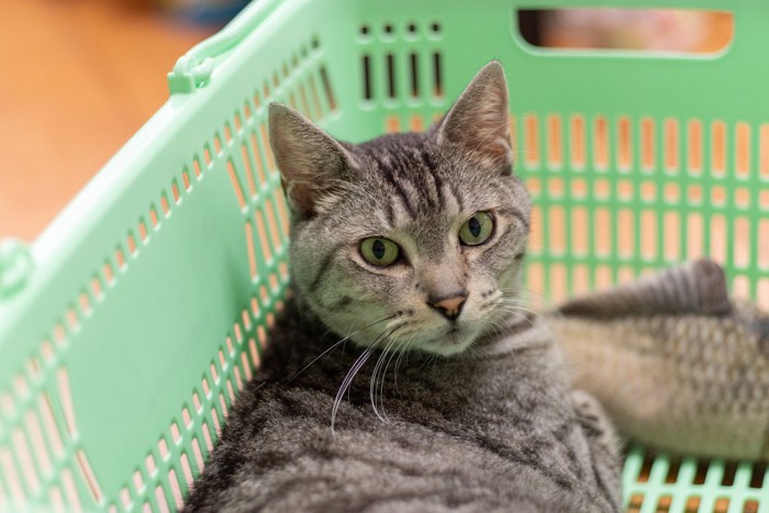 カゴの中にいるサバトラ猫