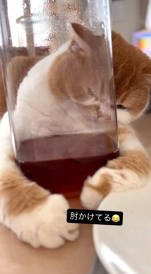 ピッチャーを強く抱きしめる猫