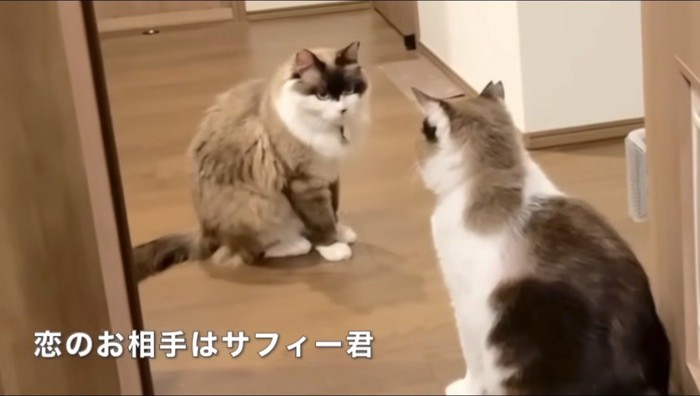 見つめ合う片目の猫と母猫